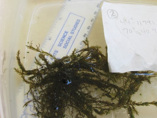 SITE2AQUATIC MOSS3